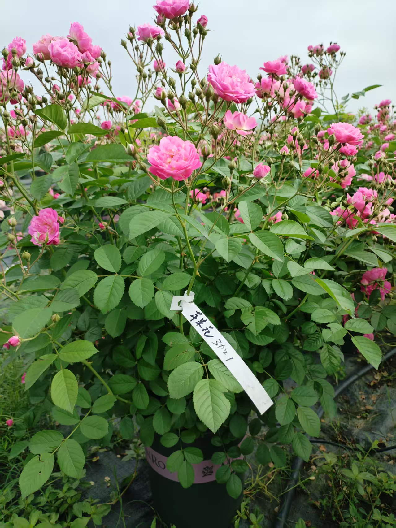 苹果花 藤本裸根地栽大苗抗病耐热耐晒花期长爆花拱门蔷薇月季