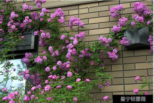 藤本曼宁顿蔷薇 地栽大苗生长快花量大爬大型花墙绿植花卉花苗
