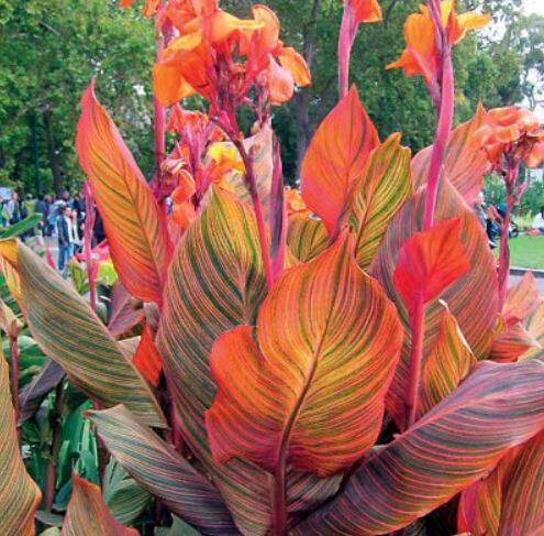 非洲落日火焰美人蕉德班 花叶矮生美人蕉适合北面半阴美人蕉