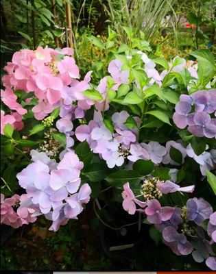 爬藤粉色落跑绣球 逃跑新娘 垂吊盆栽花园阳台绣球花苗双12活动价