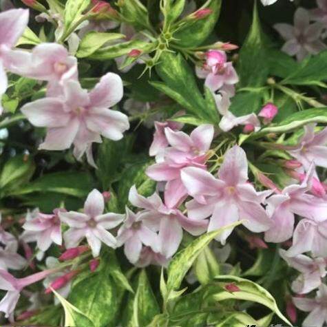 多花素馨史蒂芬 藤性耐寒耐热花期长花园庭院一物一拍花苗