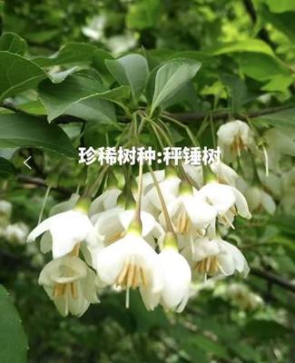 狭果秤锤树 别名秤砣树  Sinojackia xylocarpa Hu 一物一拍