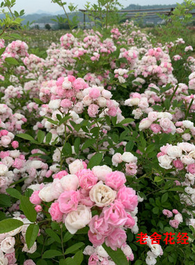 群舞  获金奖丰花藤本地栽大苗无刺耐热寒抗病强裸根月季蔷薇花苗