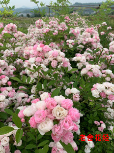 群舞 蔷薇花苗 获金奖丰花藤本地栽大苗无刺耐热寒抗病强裸根月季