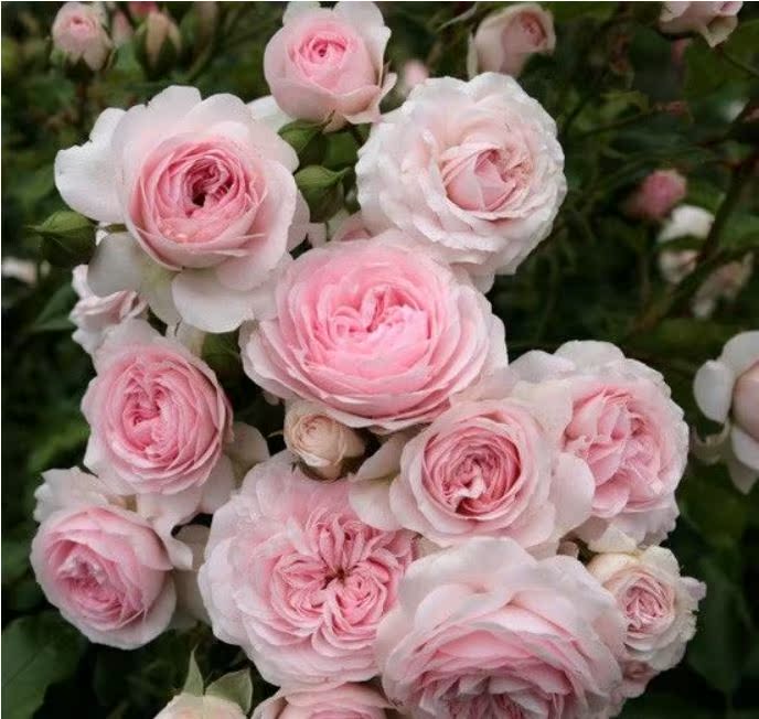 拉里萨 抗霉抗黑斑获金奖多季花庭院阳台盆栽地栽月季大苗花苗