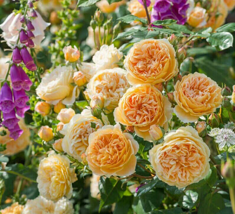 欢笑(戏弄)格鲁吉亚灌木多季花抗病强大花裸根地栽大苗月季花苗