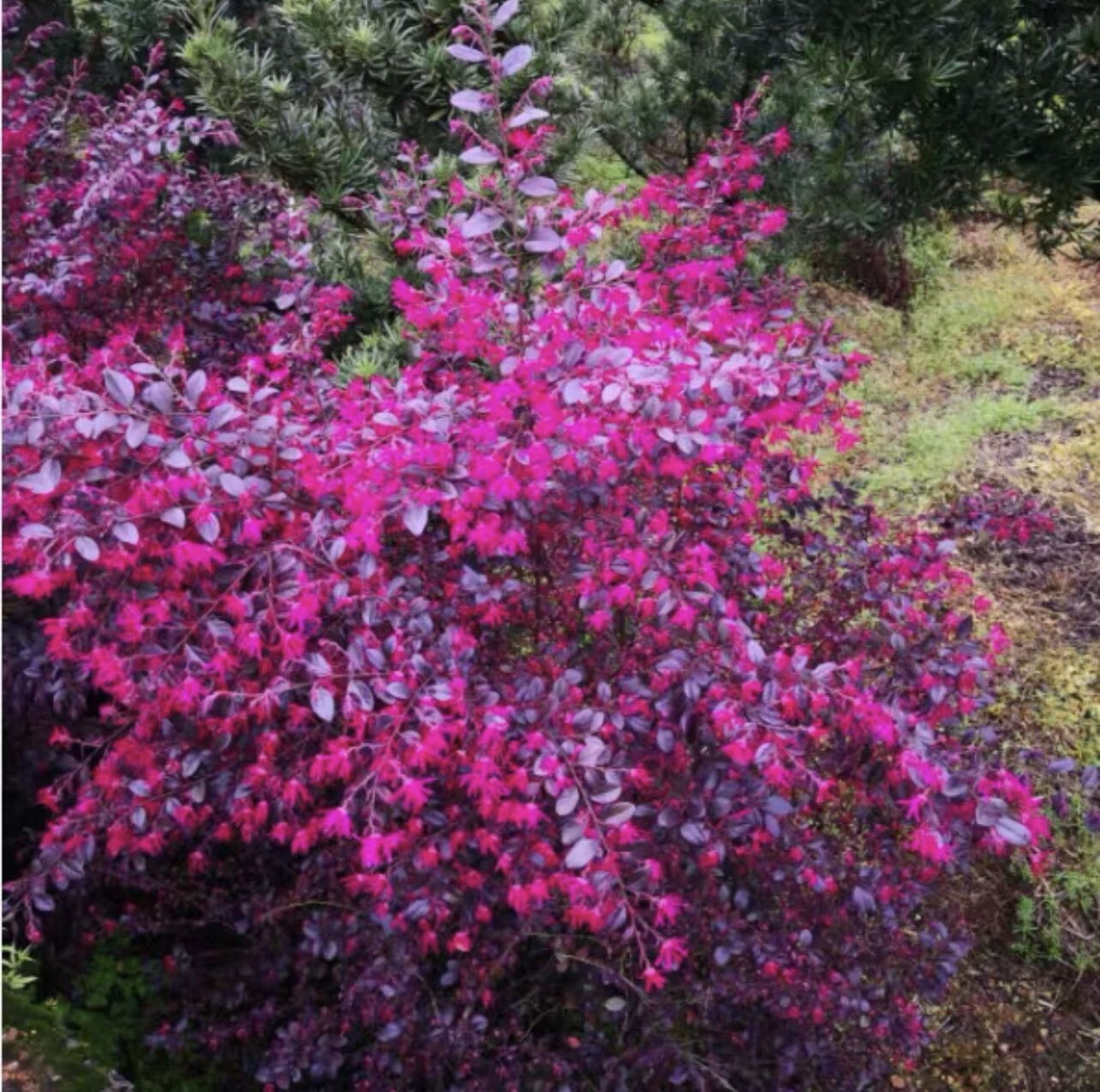红花继木透骨红‘冬艳亮红’花园庭院绿植花苗