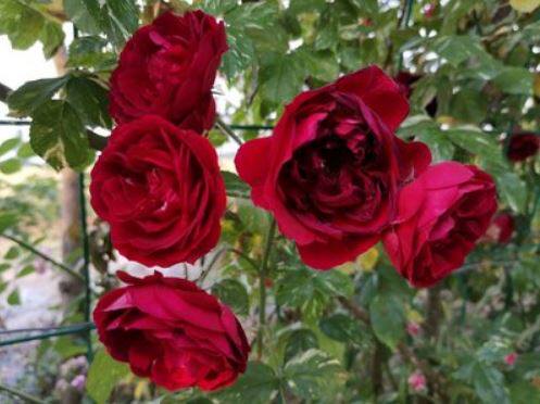 伊露口红Ile Rouge 欧月盆栽大苗多季花灌木庭院月季玫瑰花卉花苗