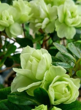 比利时杜鹃 绿色光辉 一物一拍花园庭院阳台绿植盆栽花卉杜鹃花苗