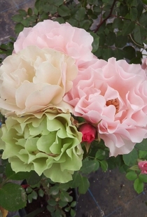 开花裸根地栽大苗月季 浓香四季 花苗 可藤可灌变色玫瑰月季 达芙妮