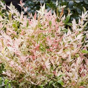 南天竹“暮光之城”Nandina domestica 'Twilight'