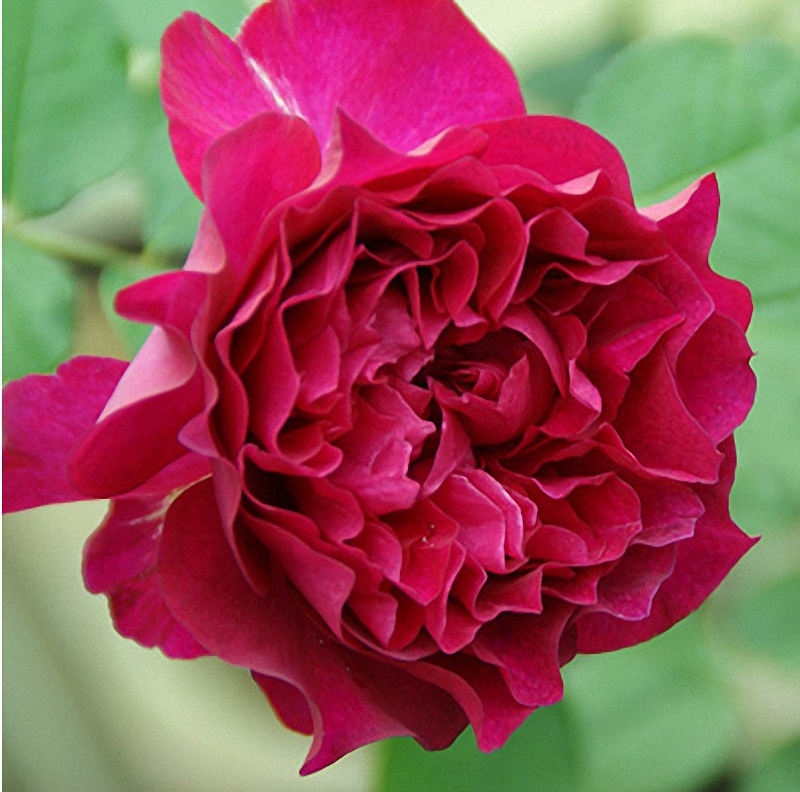 暮光之城 大花浓香月季抗病强四季开花花卉月季玫瑰花苗