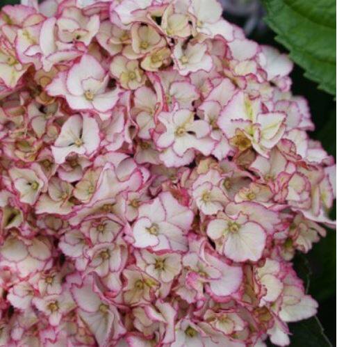 绣球花苗 无尽夏 珍贵 美加子 念珠 鸡尾酒  八仙花阳台盆栽花卉