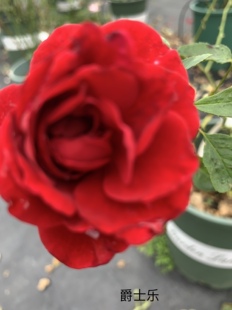 爵士乐 大花藤本强香抗病强耐寒多季花玫瑰盆栽大苗地栽月季花苗