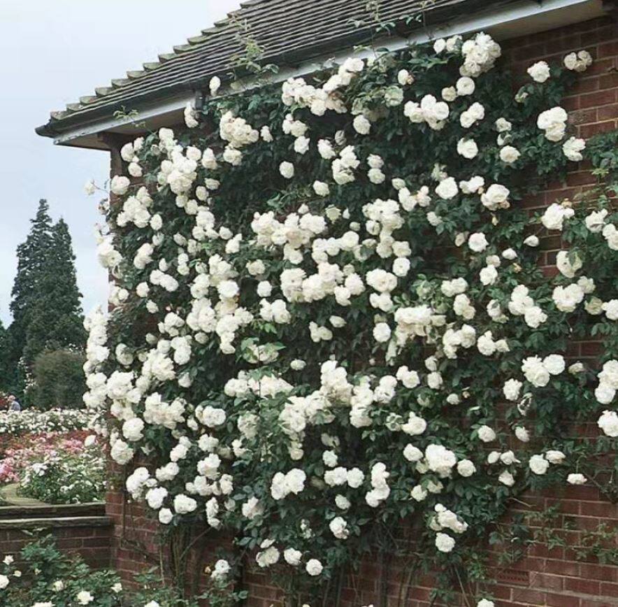藤冰山 白色大型藤本耐寒抗病强多季花蔷薇裸根地栽大苗月季花苗