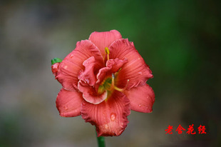 进口萱草 小红男爵/学校吉祥物School Mascot重复开花常绿