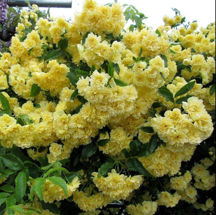 老舍花经 黄木香藤本盆栽大苗拱门无刺花墙耐热耐寒庭院月季花苗,鲜花速递/花卉仿真/绿植园艺,月季/蔷薇/玫瑰,淘宝优惠券,粉丝福利购,淘宝优惠卷