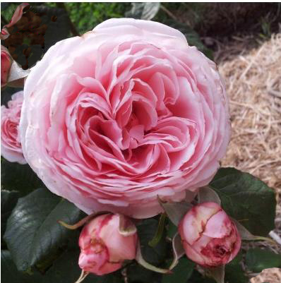 娜荷玛/娜希玛 香水玫瑰强香大花多季花少刺裸根盆栽大苗月季花苗