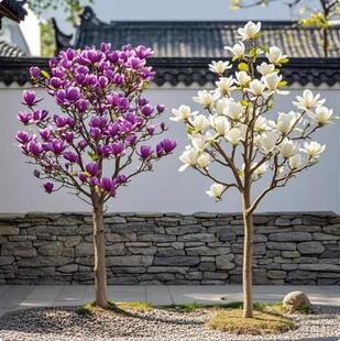 玉兰花树苗紫玉兰矮化盆栽南北方种植庭院四季花卉耐寒植物娇红