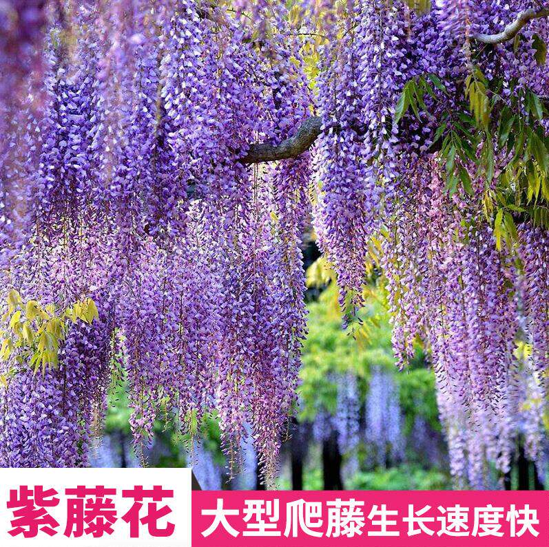 紫藤花苗紫藤萝树苗 盆栽盆景老桩大苗 庭院爬藤植物阳台攀爬花卉