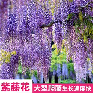 紫藤花苗紫藤萝树苗 盆栽盆景老桩大苗 庭院爬藤植物阳台攀爬花卉