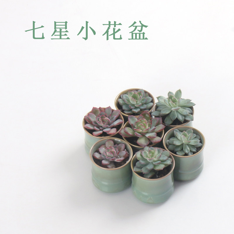 七星多肉无孔陶瓷小花盆植物组合盆栽竹节茶杯款式花卉小绿植拼盘