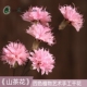 绣球花干花花束真花干枝花天然干花真花天然卧室客厅家居摆设装 饰