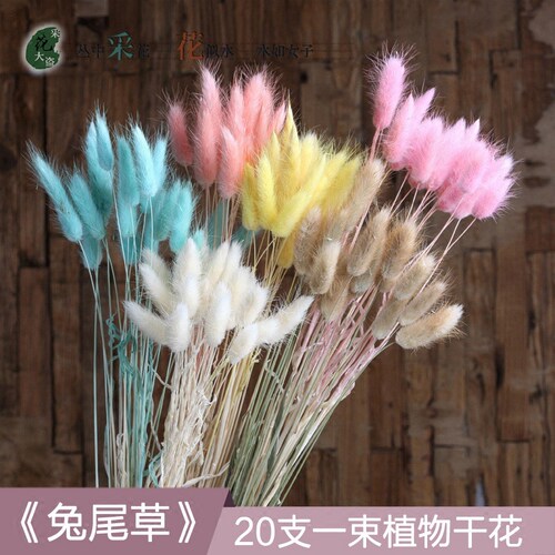兔尾草干花狗尾巴草干花兔尾巴草干花花束干花真花狗尾巴草仿真花 - 封面