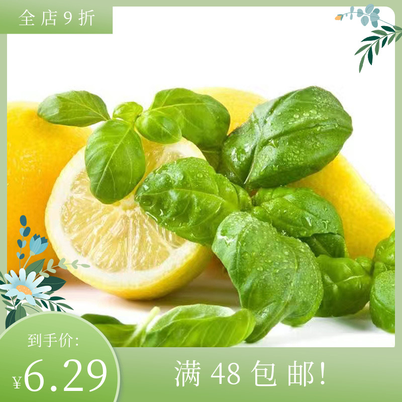 进口香草罗勒种子 柠檬罗勒Basil 四季阳台盆栽 可食用芬芳花卉