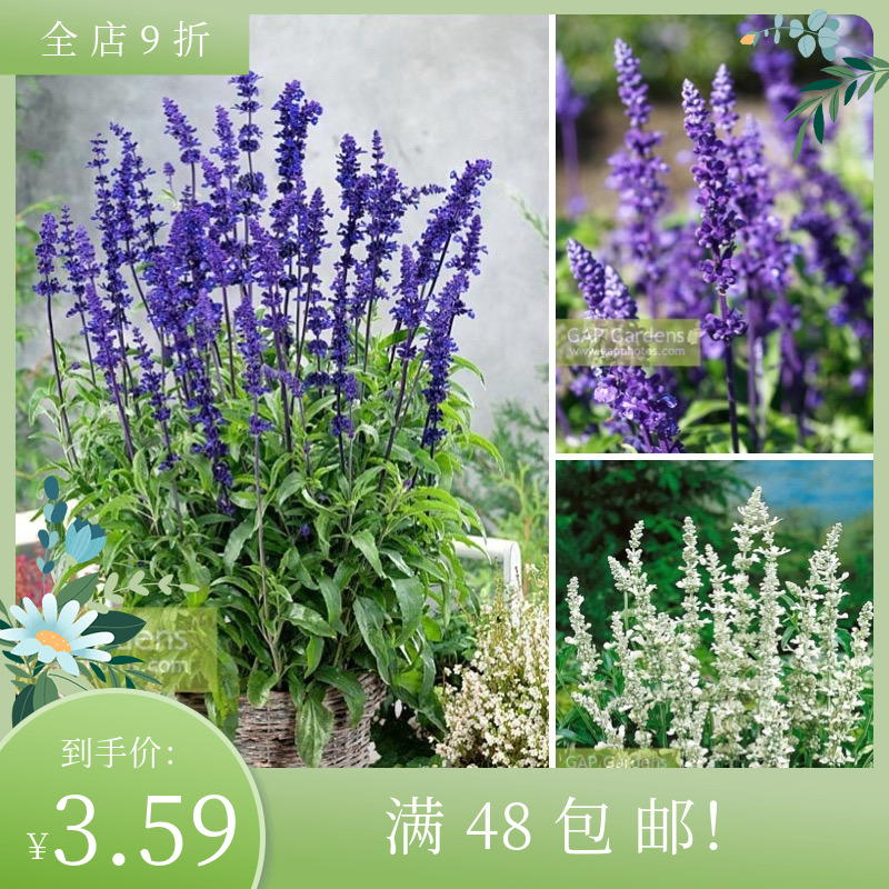 进口鼠尾草种子 维多利亚精选 Victoria Choice 庭院阳台盆栽香草
