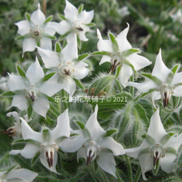 进口切花白花琉璃苣种子 borage 原始种尖瓣木白星花盆栽可食用