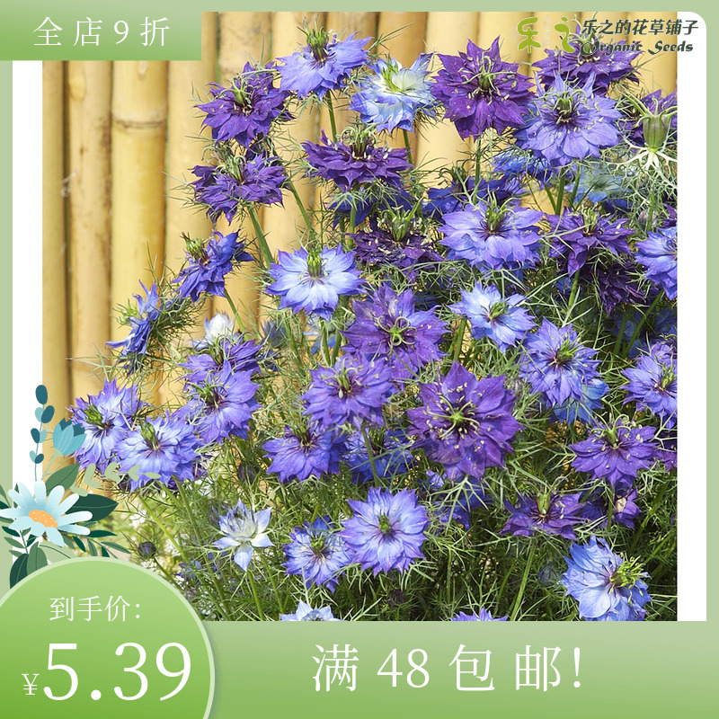 进口切花型黑种草种子 穆迪布鲁斯 四季阳台盆栽重瓣渐变色