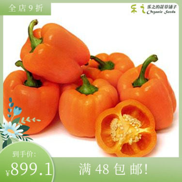 进口彩椒甜辣椒种子 橙色美食家 Pepper 阳台庭院盆栽蔬菜果食用