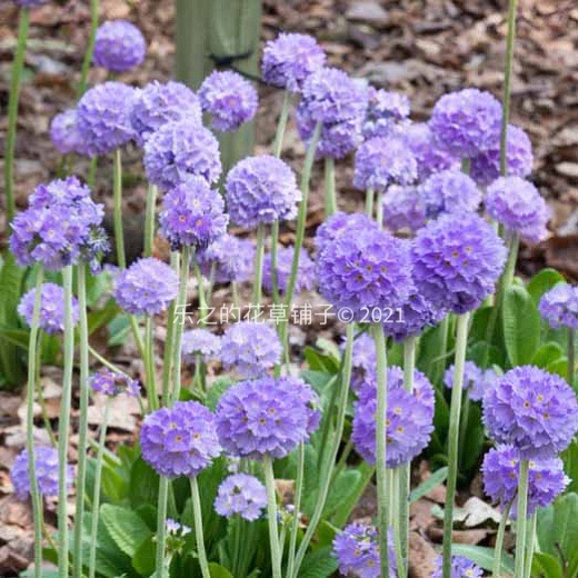 进口切花报春花种子 丁香淡蓝紫色 primula 阳台庭院