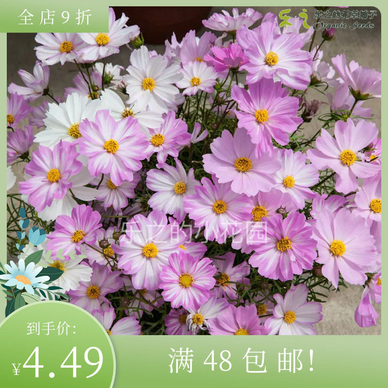 进口盆栽型矮生波斯菊种子合集二阿波罗情歌桑索斯耐热新手格桑花