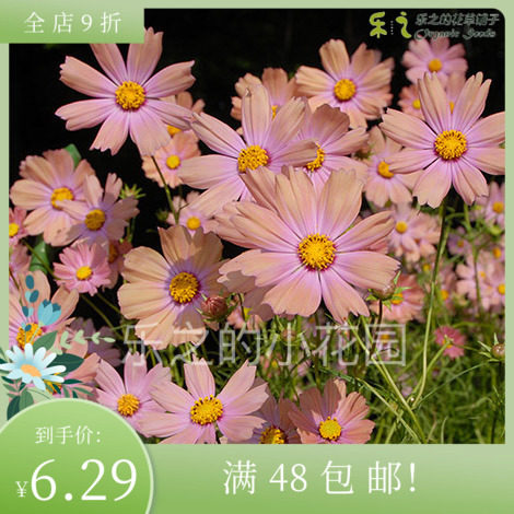 日本进口波斯菊种子 校园系列 橙色黄色红色校园 格桑花庭院盆栽