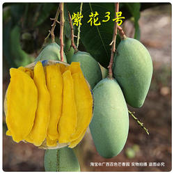 7月见!【偏酸】紫花3号芒果干 广西百色酸芒果原切果肉 季节限定