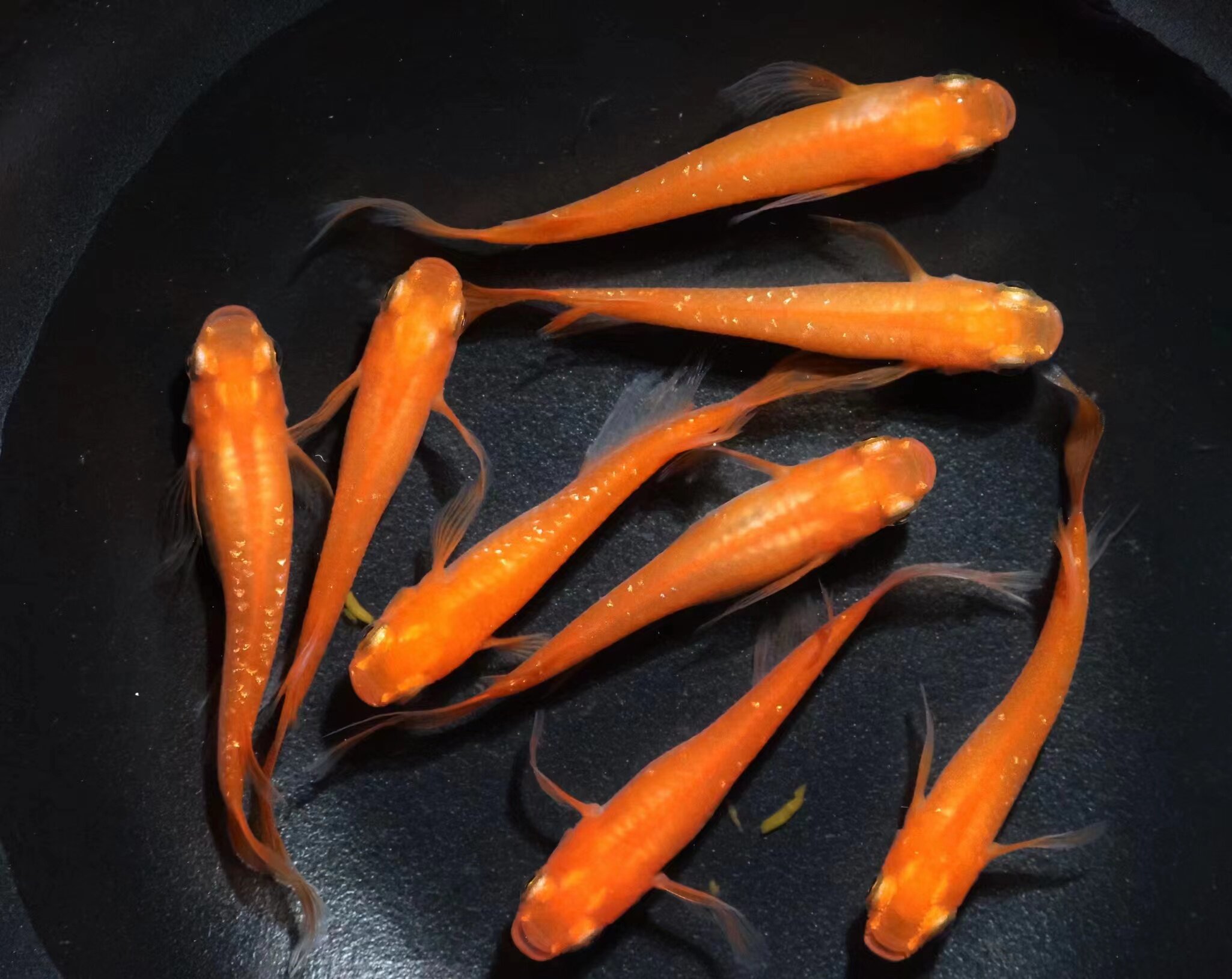 观背青鳉 匠鱼 松井红帝星光 纯青鳉鱼卵鱼苗种鱼 锦鲤冷水观赏鱼