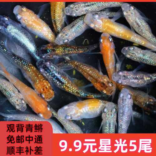 顺丰观背青鳉 星光混搭 小型迷你型观赏鱼 广温鱼 不加温不打氧