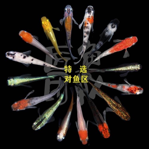 魔法宠物卵鱼价格 魔法宠物卵鱼图片 星期三