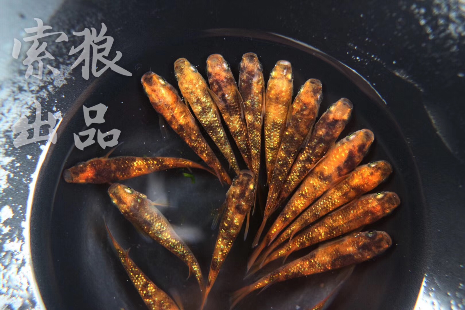 索狼 赤虎星光观背青鳉稻田鱼medaka 匠鱼团队 淘优券