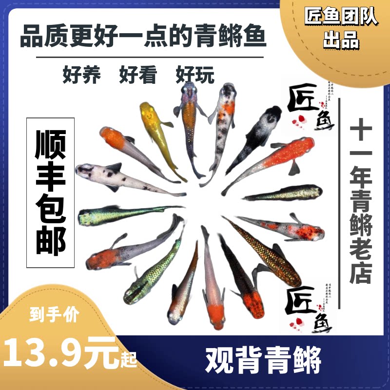 观背青鳉 冷水鱼观赏鱼 魔法鱼 匠鱼 小型鱼锦鲤 鱼苗 活体 宠物