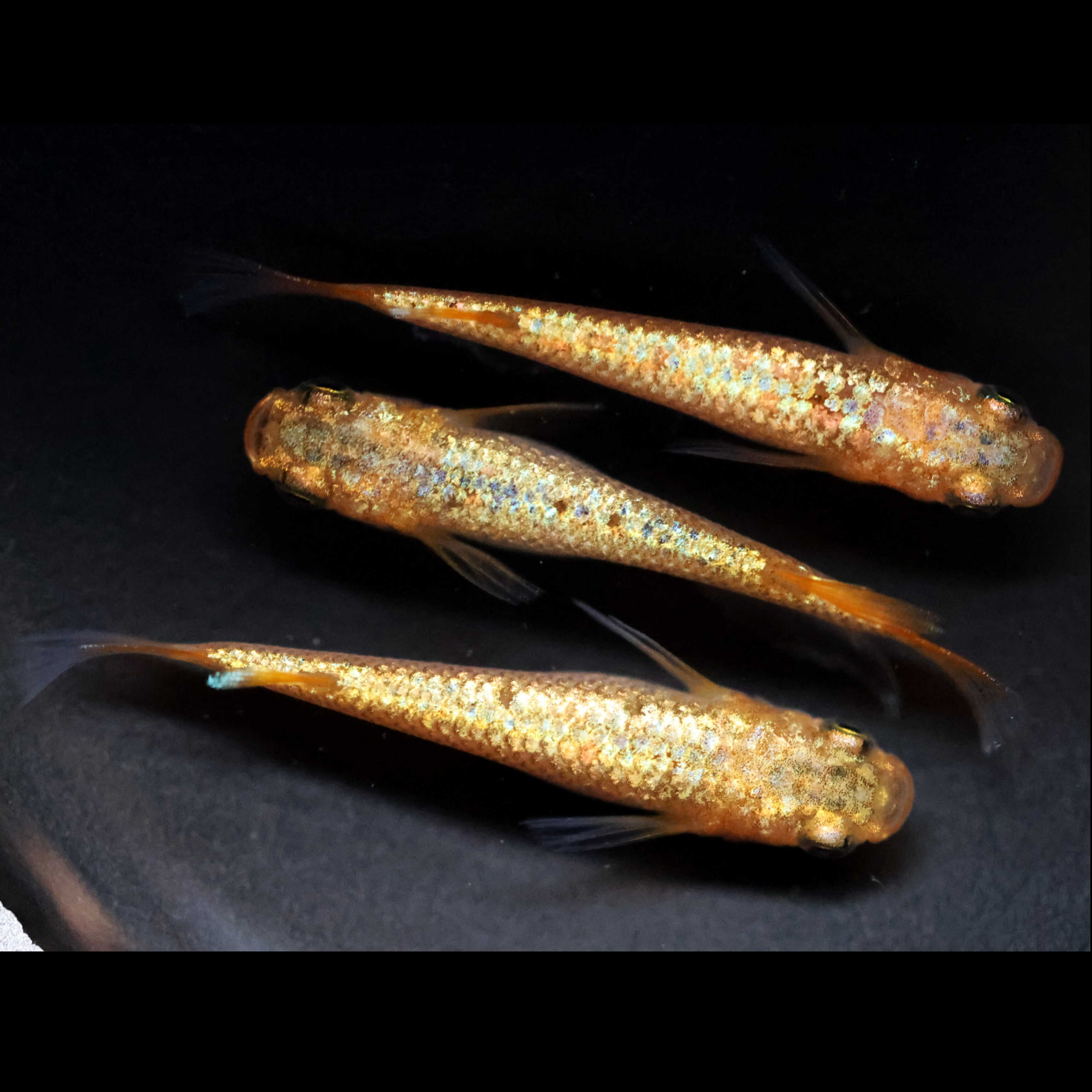 观背青鳉   匠鱼 阳光 纯青鳉鱼卵鱼苗种鱼锦鲤冷水观赏鱼