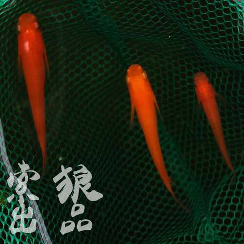 迷你金鱼价格 迷你金鱼图片 星期三