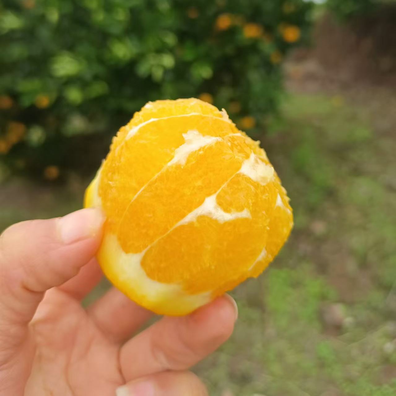 纯甜多汁锦蜜冰糖橙直播间秒杀汁新鲜甜橙农家橙子现摘新鲜