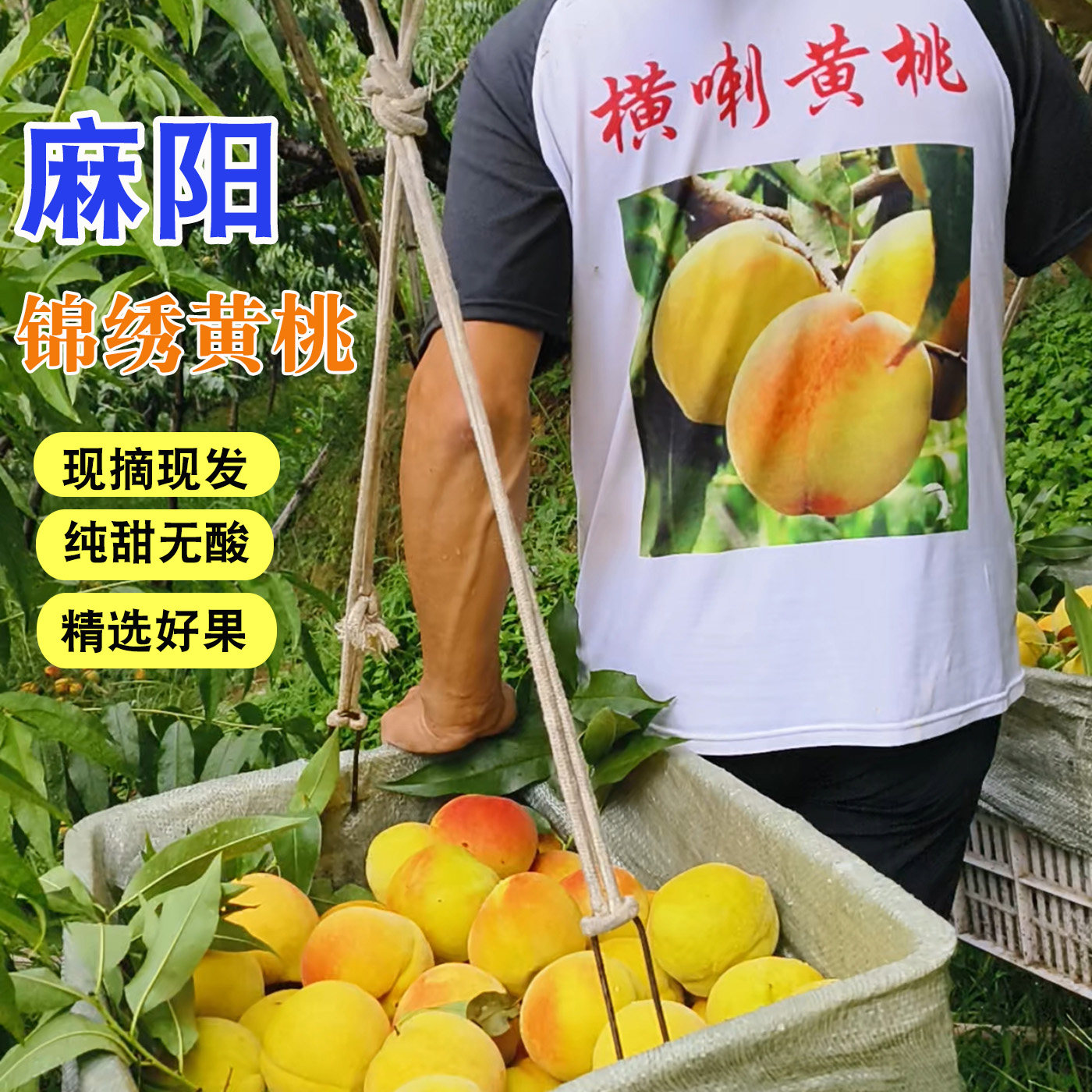 脆甜多汁正宗麻阳黄桃新鲜水果高山露天蜜桃现摘超甜锦绣红心桃子