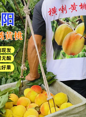 脆甜多汁正宗麻阳黄桃新鲜水果高山露天蜜桃现摘超甜锦绣红心桃子