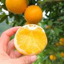 纯甜多汁锦蜜冰糖橙直播间秒杀 汁新鲜甜橙农家橙子现摘新鲜