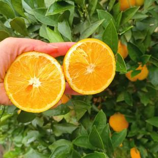 香甜爆汁正宗麻阳冰糖橙直播秒杀新鲜水果橙子整箱福利秒杀
