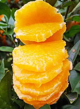 味甜浓香 多汁现摘 新鲜老品种麻阳冰糖橙  惊喜礼包混装直播秒杀